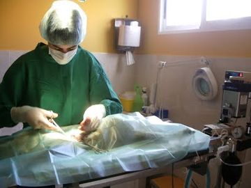 Clínica Veterinaria Finestrat medico veterinario realizando cirugía 